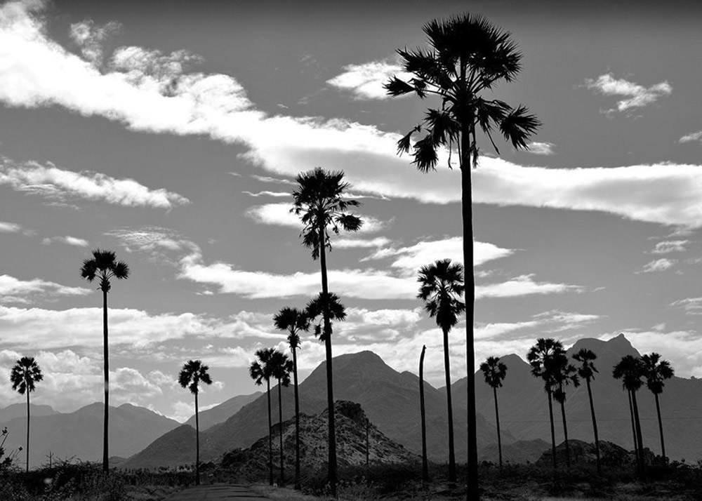 My Journey With Trees: Fascinating Photo Series By Dakshina Murthy